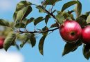 Vælg den perfekte krukke til dit æbletræ