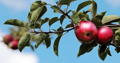 Vælg den perfekte krukke til dit æbletræ