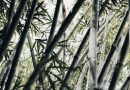 Det sublime i bambus: Luksuriøse bambusstrømper\n